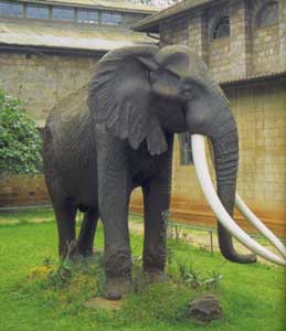 Чучело слона